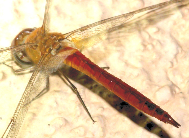 ecosystem/Longest Migration insect Pantala flavescens on way to Epic Journey?