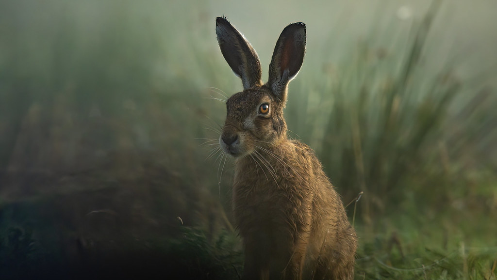 Misty morning Hare