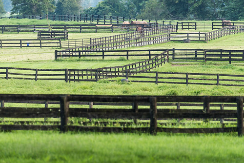 virginia horses uppervillevirginia fences summer