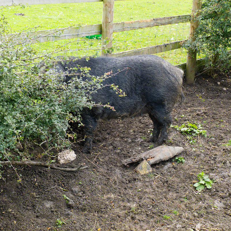 Mangalitza sow, Mary Arden's Farm