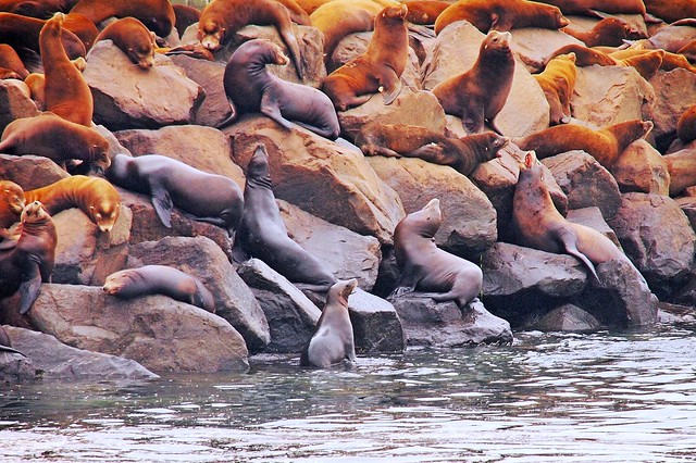 Sea Lions in Newport, Oregon