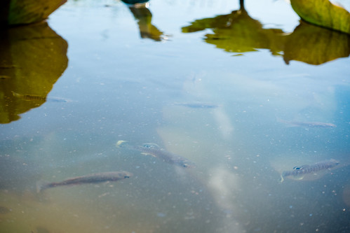 Patuxent River Park in Prince George's County, Md. | by chesbayprogram