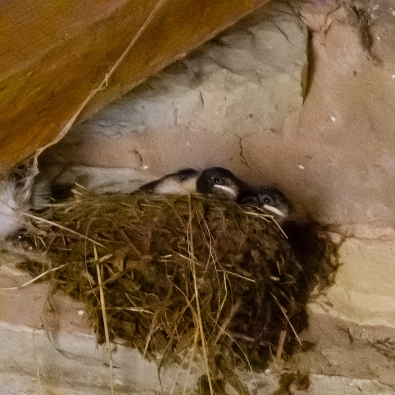 Swallows in the nest, Mary Arden's Farm