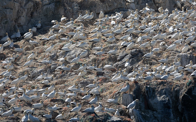 The gannet colony on Grassholm
