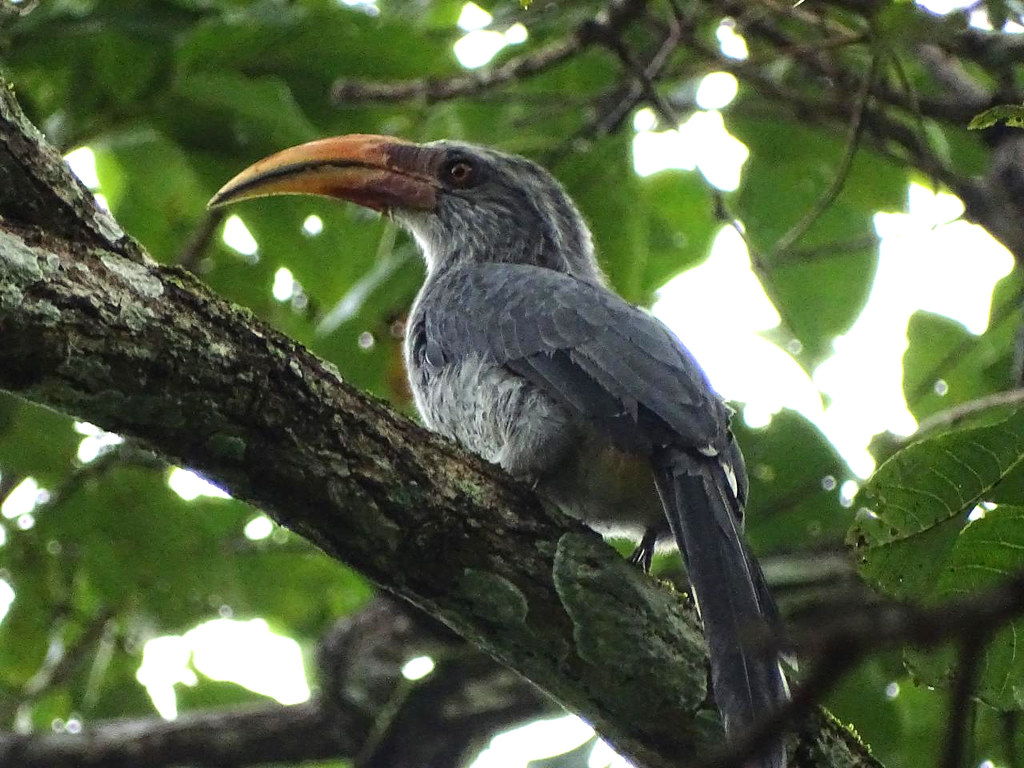 Malabar grey hornbill