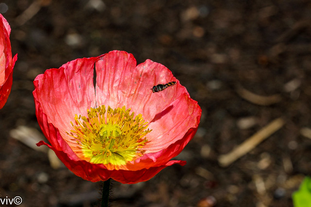 Bee over Poppy flower.  One species of poppy, Papaver somniferum, is the source of the narcotic drug opium