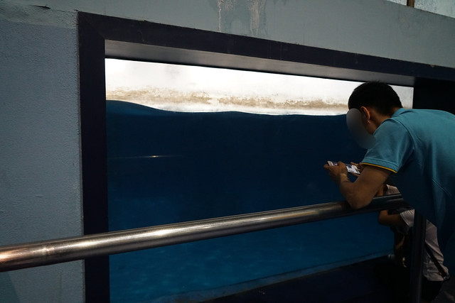 2017 CCA investigation into Beijing Aquarium