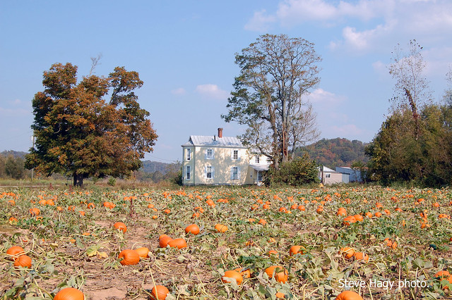 Pumpkin Farm at Belleview, Kentucky