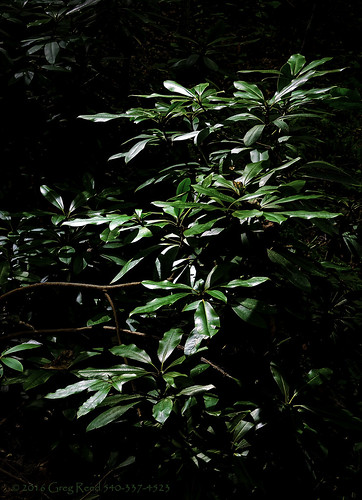 fernvalley rhododendron edithjcarrierarboretum aboretum plant plants leaf leafs garden gardens jmu