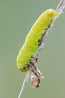 Sawfly larva - unidentified sp.