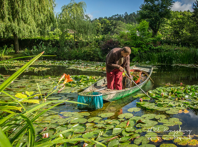 Tending the water lillies in the famous water gardens of Impressionist painter Claude Monet in Giverny, Upper Normandy region of France.