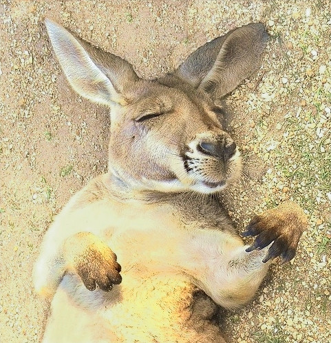 The Sleeping Kangaroo Series ~ Merrily Merrily Roo