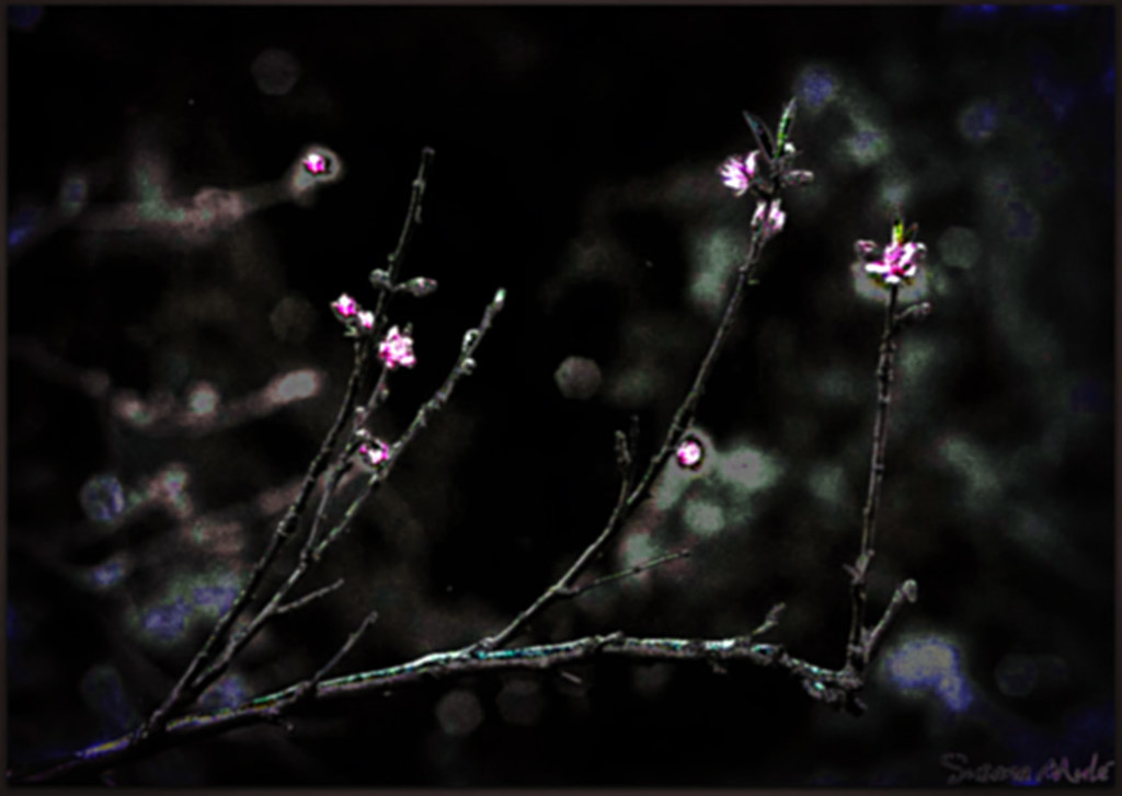flor de  | Copyright © Susana Mulé © All rights r… | Flickr