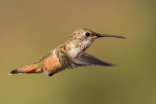 Allen's Hummingbird | by Dave-Clark