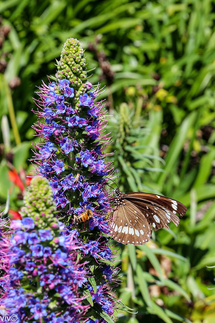 Insects on pretty Echium flowers