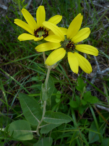 yellow composite june summer closeup plant