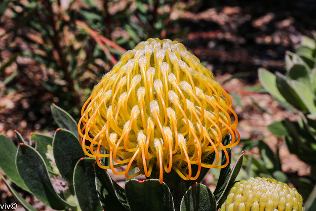 Beautiful Protea flower