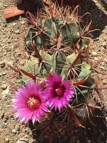 cactus cactaceae succulent droughtresistant droughttolerant landscape monroviacalifornia