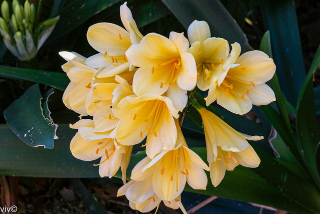 Rare yellow Clivia bloom. Some species of Clivia produce the alkaloid lycorine which is toxic in sufficient quantities, particularly in pets and small children.