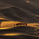 Camel trekking in Silk Road 2016 重回 絲路