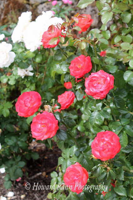 International Test Rose Gardens (4)