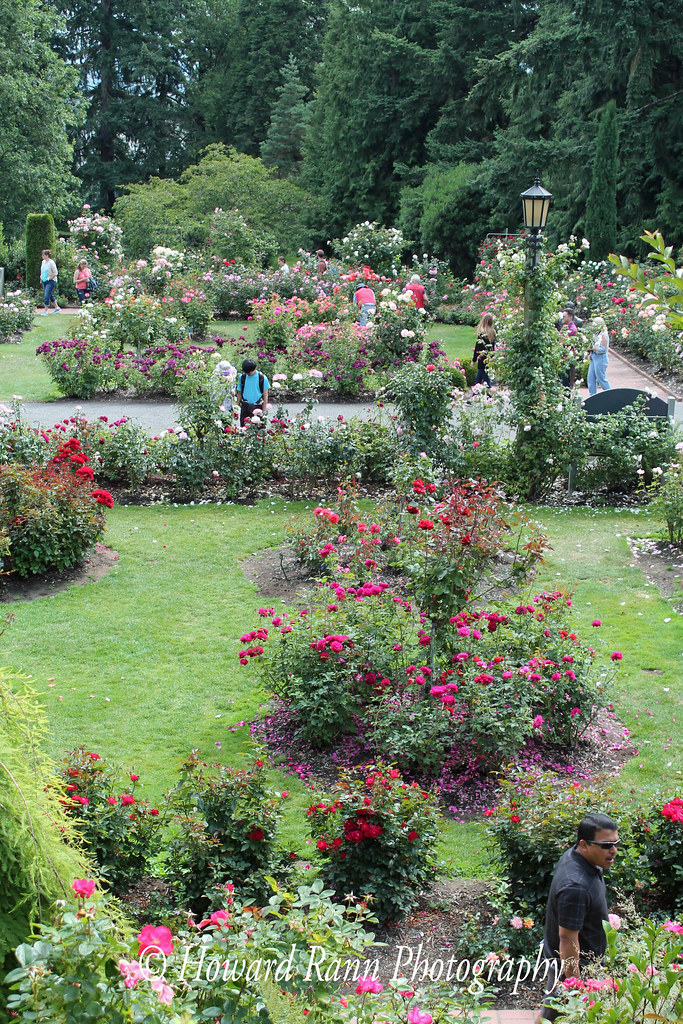 International Test Rose Gardens (2)