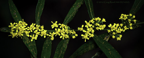zigzaggoldenrod solidagoflexicaulis jmu edithjcarrierarboretum aboretum flower flowers plant plants yellow