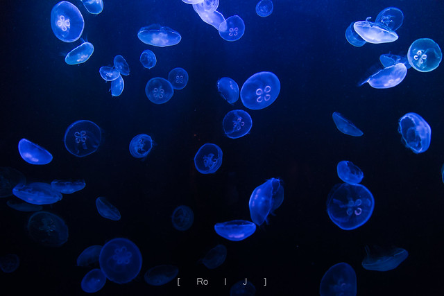 Medusa II - Lost Chambers Aquarium - Dubai