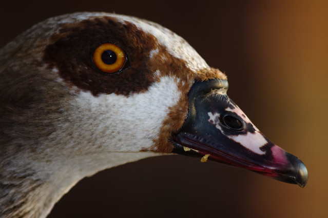 Portrait of inquisitive Egyptian Goose.