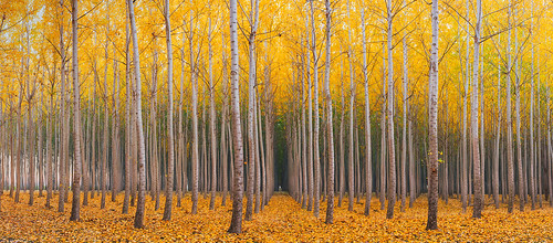 Autumn Symphony | by Jaykhuang