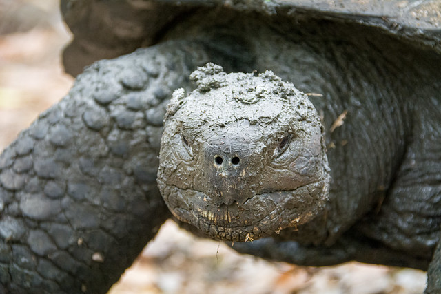 Muddy Tortoise Close-Up