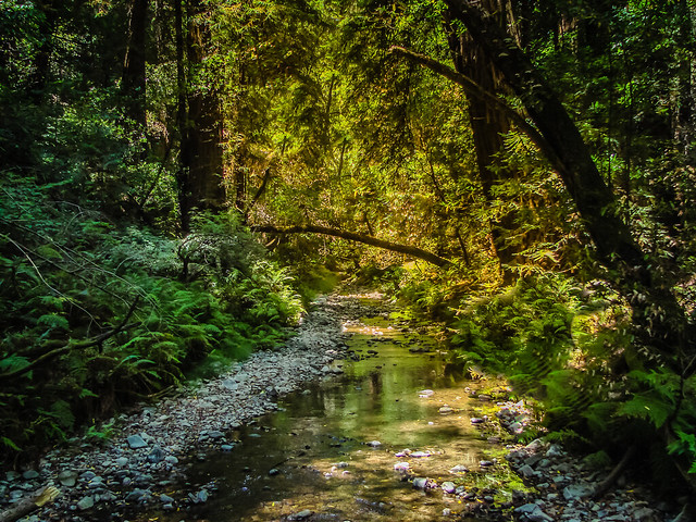 Muir Woods Creek