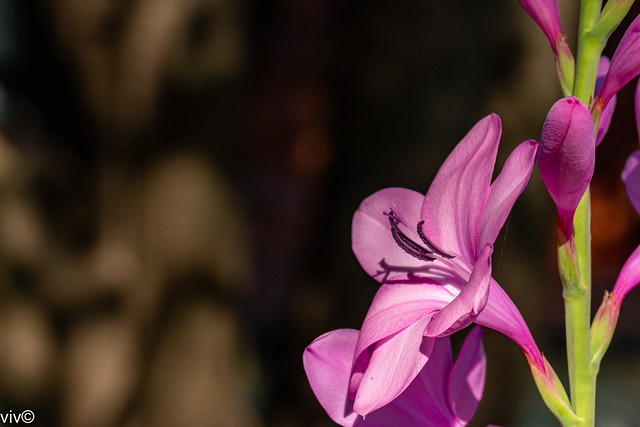 Purple Bulge Lily in spring bloom