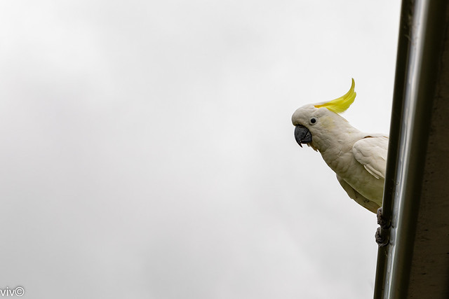 White Cockatoo on lookout in our garden
