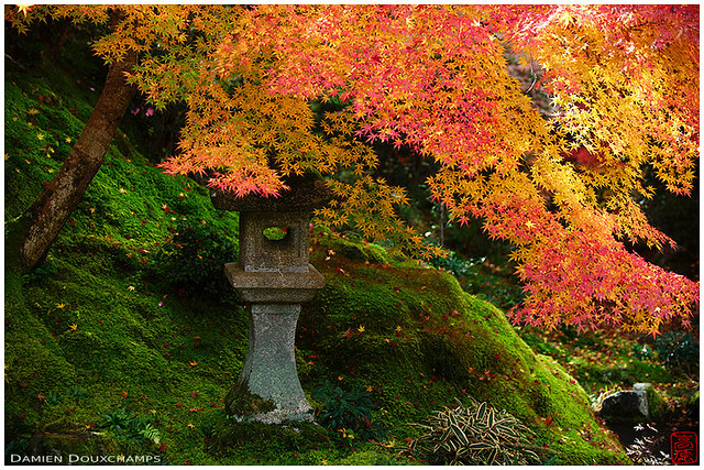 瑠璃光院の紅葉 (Kyoto, 2014)