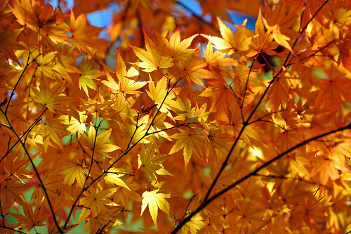Tozenji Autumn colour 02 by Camera Freak