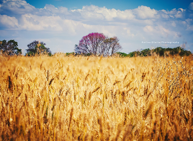 wheatfield - panoramic