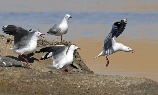 Hartlaub's gull (Chroicocephalus hartlaubii), Walvis Bay, Namibia