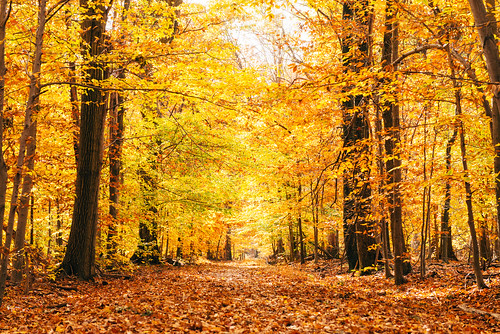 autumn trees color fall nature beautiful leaves yellow forest photography photo woods colorful seasons trail 2470mmf28 landscapeorientation nikond800