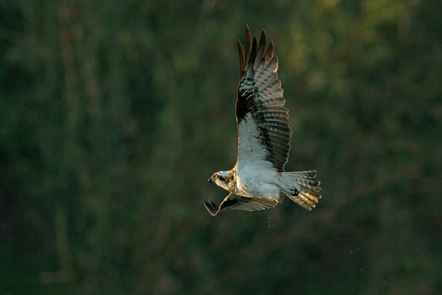 Osprey (Pandion haliaetus haliaetus)