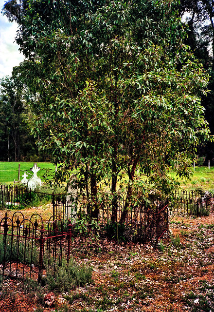 July 1984 - Part of the Pioneer section of the old cemetery off Atkins Street at Jarrahdale, Western Australia, Australia