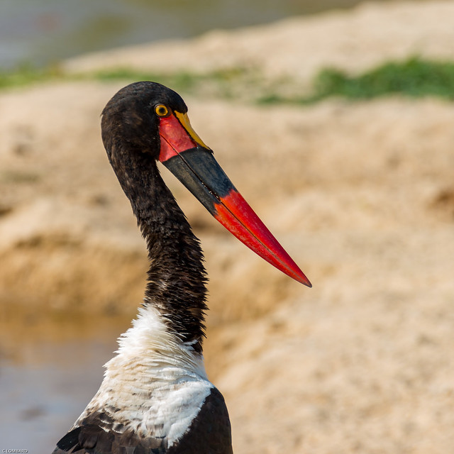 Female Saddle-billed Stork