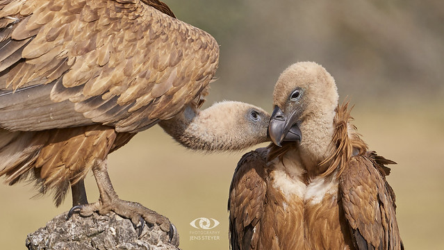 2/2 - Vultures in love:  Gänsegeier (Gyps fulvus) - Griffon vulture  ·  ·  ·   (5D412204)