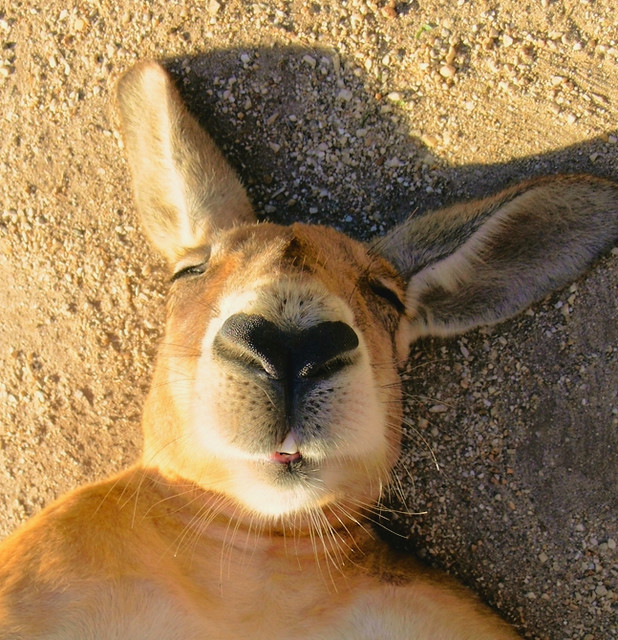 The Sleeping Kangaroo Series ~ Sunbaking Roo