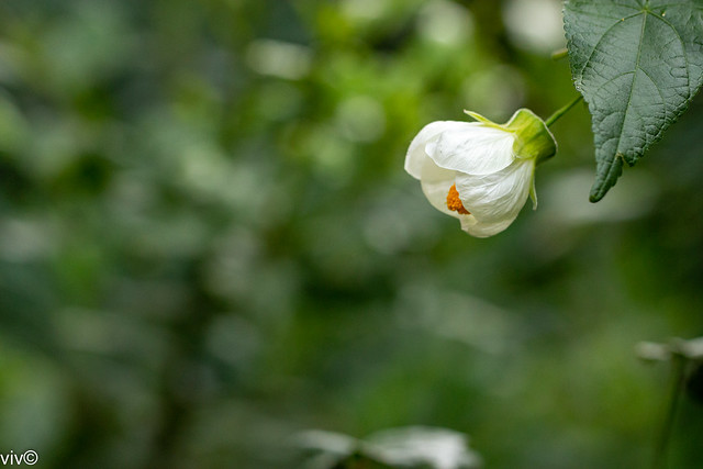 White Chinese Lantern flower