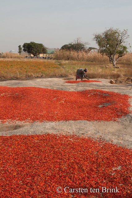 Chili pepper harvest [bc2101e]