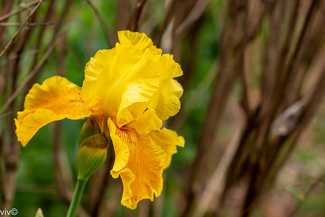 Golden Iris in bloom