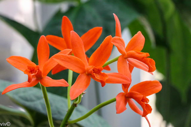 Orange  Scaphyglottis Orchid cluster