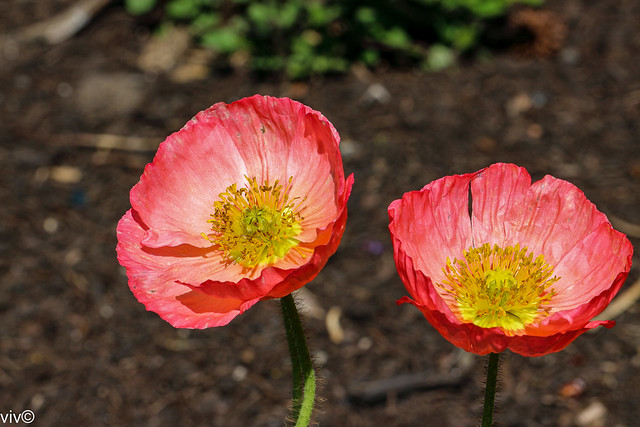 Twin crimson spring Poppies.  One species of poppy, Papaver somniferum, is the source of the narcotic drug opium