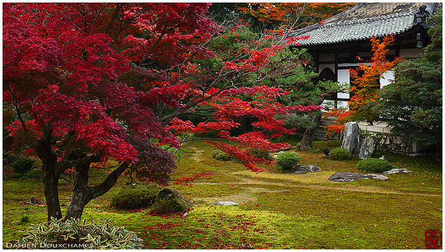 Rokuho-in temple garden's fiery autumn (Kyoto)